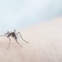 Keep Mosquitos Away From Your Savannah Custom Home WIth These Tips
