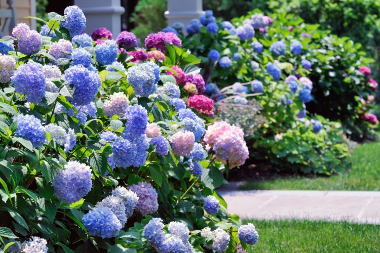 Add Variety To Your Charleston Custom Home Garden With Hydrangeas