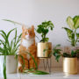 Discover Pet-Friendly Plants For Your Bluffton Custom Home
